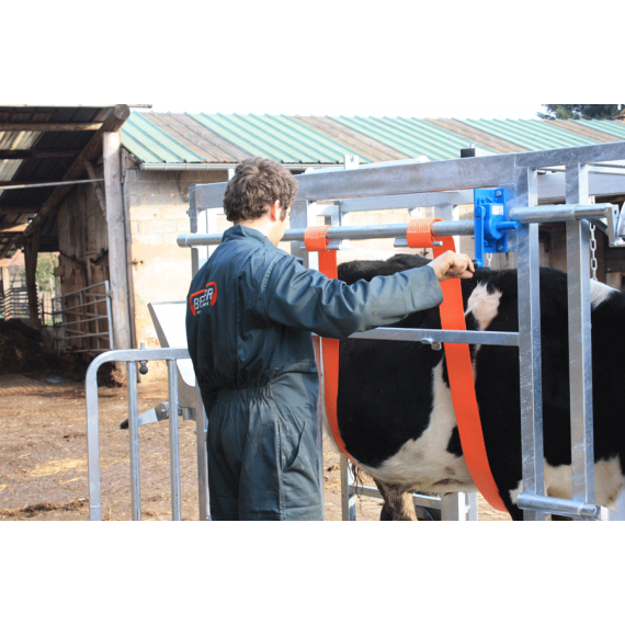 Bauchwinde für die Arbeit mit Rindern  